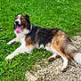 Tobby participe au concours pour gagner de l'argent avec cette photo : dog, border_collie, panting, grass, gravel, outdoor, tongue_out, happy, lying_down, fur, tricolor, tail, paws, pet, animal, clover, pathway, nature, smiling, grassland