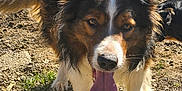 Tobby participe au concours pour gagner de l'argent avec cette photo : dog, border_collie, tongue_out, panting, gravel_ground, wire_fence, outdoor, sunny, paws, ears, fur, brown_white_black, close_up, portrait, pet, playful, toy, shadow, dirt, garden
