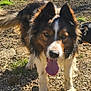 dog, border_collie, tongue_out, panting, gravel_ground, wire_fence, outdoor, sunny, paws, ears, fur, brown_white_black, close_up, portrait, pet, playful, toy, shadow, dirt, garden