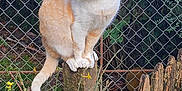 Rouquette a rejoint le concours — aidez-le/la à gagner de superbes lots ! cat, orange_cat, white_fur, sitting, perched, wooden_post, chain_link_fence, garden, yellow_flowers, spring_flowers, foliage, shrub, outdoors, nature, paws, tail, whiskers, fence, portrait_photo, rustic