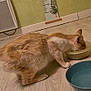 Rouquette participe au concours pour gagner de l'argent avec cette photo : cat, ginger_cat, orange_cat, pet, eating, food_bowl, water_bowl, bowl, wooden_floor, indoor, home_interior, heater, growth_chart, tail, paws, fur, couch, close_up, domestic, low_light