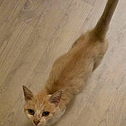 Rouquette participe au concours pour gagner de l'argent avec cette photo : cat, orange_cat, tabby, pet, indoor, wood_floor, looking_up, top_view, fur, whiskers, ears, tail, big_eyes, curious, portrait, animal, mammal, home, cute, small_pet