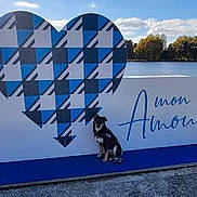 Serena a rejoint le concours — aidez-le/la à gagner de superbes lots ! dog, animal, outdoor, heart, artwork, blue, gray, pattern, water, lake, sky, clouds, nature, pet, sitting, sign, text, daytime, leisure, scenic