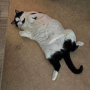 Kyra a rejoint le concours — aidez-le/la à gagner de superbes lots ! cat, black_and_white, lying_down, floor, indoor, heater, curious, relaxed, pet, animal, fur, whiskers, tail, cozy, home, domestic, cute, mammal, resting, warm