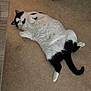 cat, black_and_white, lying_down, floor, indoor, heater, curious, relaxed, pet, animal, fur, whiskers, tail, cozy, home, domestic, cute, mammal, resting, warm