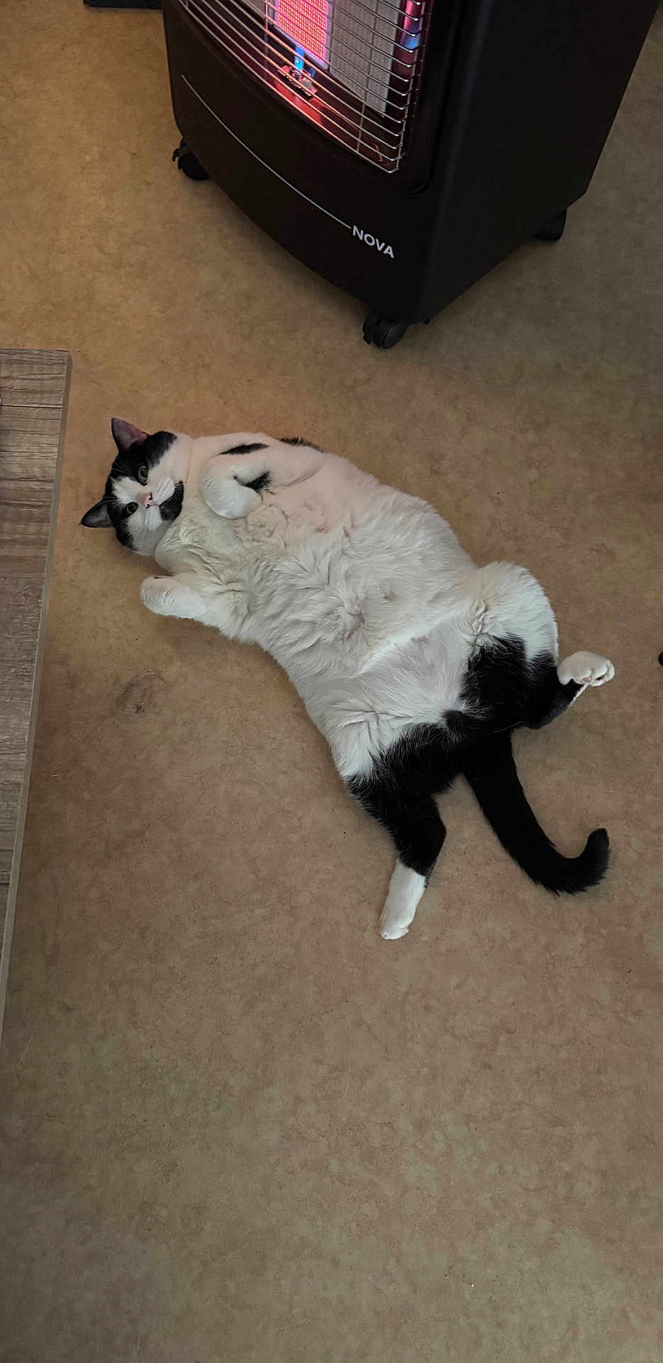 Kyra a rejoint le concours — aidez-le/la à gagner de superbes lots ! cat, black_and_white, lying_down, floor, indoor, heater, curious, relaxed, pet, animal, fur, whiskers, tail, cozy, home, domestic, cute, mammal, resting, warm