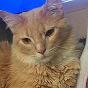 Wheat joined the competition — help win amazing prizes! animal, cat, closeup, cozy, cute, domestic_cat, ears, face, feline, fluffy, fur, ginger_cat, indoor, mammal, pet, portrait, relaxed, sleepy, soft_fur, whiskers