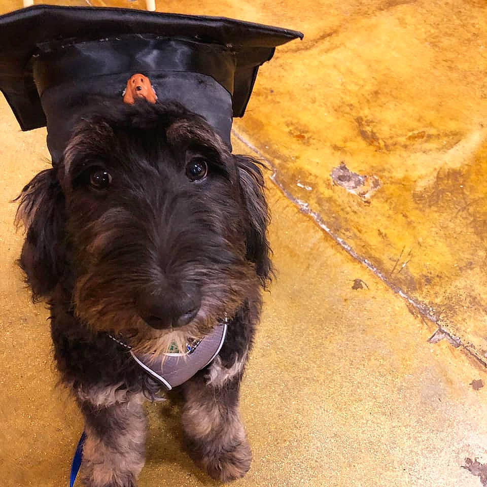 Paddy joined the competition — help win amazing prizes! canidae, carnivore, cesky_terrier, dog, dog_breed, ear, lakeland_terrier, mammal, miniature_schnauzer, puppy, rare_breed_dog, schnauzer, schnoodle, scottish_terrier, sealyham_terrier, small_terrier, snout, sporting_group, terrier, vertebrate