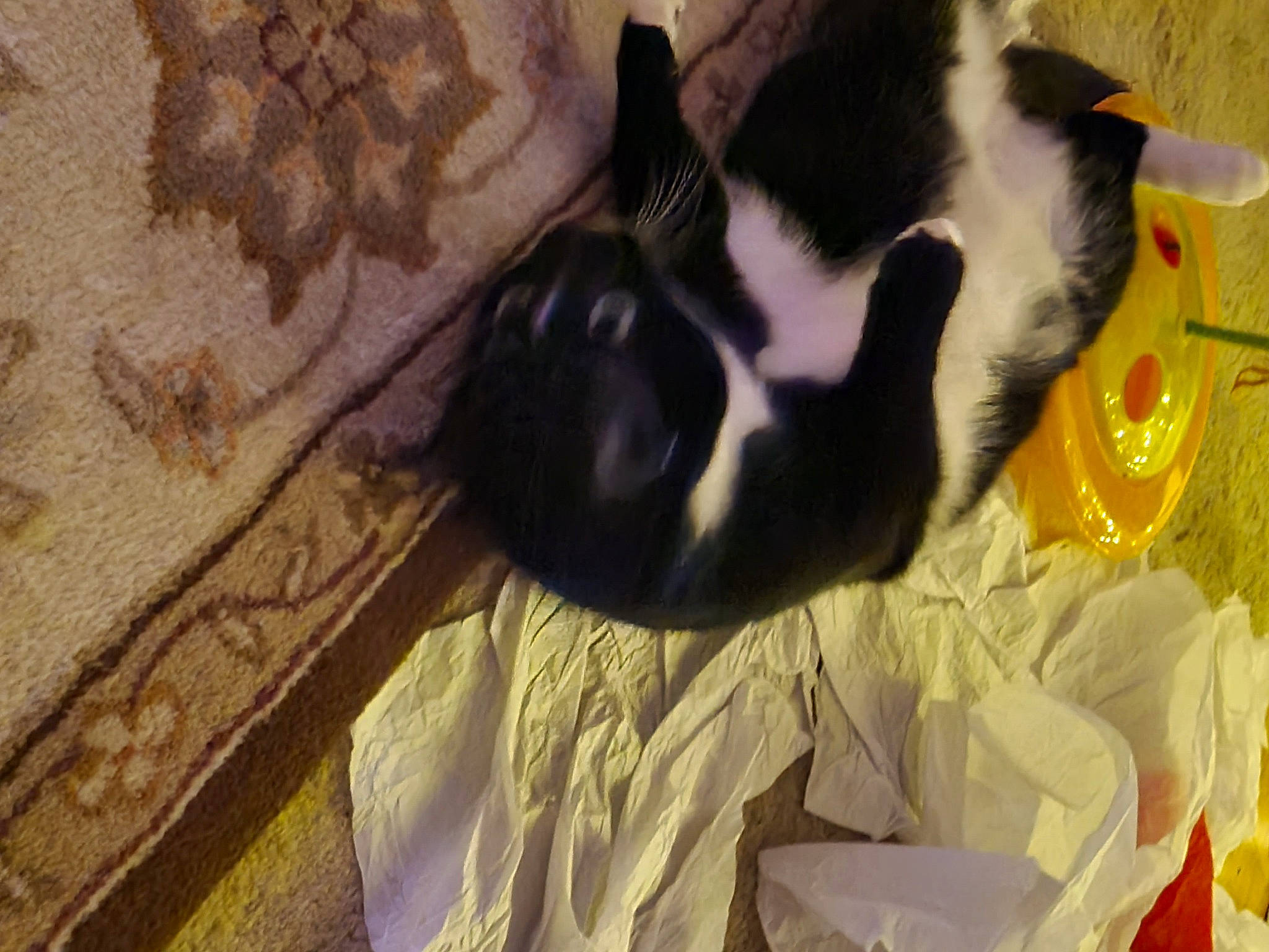 Socks joined the competition — help win amazing prizes! brown, canidae, carnivore, cat, claw, comfort, companion_dog, dog_breed, domestic_short_haired_cat, felidae, flooring, fur, hardwood, nap, paw, small_to_medium_sized_cats, sporting_group, tail, whiskers, wood