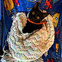 Wednesday is registered to the contest to win money with this photo: cat, kitten, black_cat, blanket, knitted_blanket, colorful, yellow_eyes, collar, blue_chair, sesame_street, big_bird, elmo, patterned_fabric, cozy, indoor, pet, cute, animal, sitting, looking