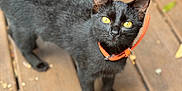 Wednesday joined the competition — help win amazing prizes! cat, black_cat, yellow_eyes, orange_collar, pet, animal, outdoor, wooden_deck, curious, feline, close_up, blurred_background, tire, nature, daylight, domestic_cat, portrait, looking_up, standing, whiskers