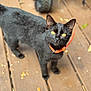 cat, black_cat, yellow_eyes, orange_collar, pet, animal, outdoor, wooden_deck, curious, feline, close_up, blurred_background, tire, nature, daylight, domestic_cat, portrait, looking_up, standing, whiskers