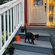 Wednesday joined the competition — help win amazing prizes! black_cat, cat, orange_collar, stairs, concrete, halloween, decorations, jack_o_lantern_bucket, black_bucket, cobweb, front_door, door, door_handle, string_lights, plants, railing, porch, outdoor, evening, animal