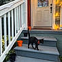 black_cat, cat, orange_collar, stairs, concrete, halloween, decorations, jack_o_lantern_bucket, black_bucket, cobweb, front_door, door, door_handle, string_lights, plants, railing, porch, outdoor, evening, animal