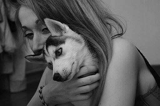 Jaya a rejoint le concours — aidez-le/la à gagner de superbes lots ! beauty, black_and_white, canidae, carnivore, dog, dog_breed, ear, eye, eyebrow, hand, head, lip, monochrome, nose, organ, photography, siberian_husky, snout, whiskers, wolfdog