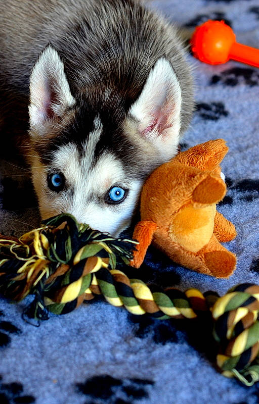 Jaya a rejoint le concours — aidez-le/la à gagner de superbes lots ! alaskan_klee_kai, alaskan_malamute, canidae, carnivore, dog, dog_breed, fur, mammal, miniature_siberian_husky, photography, puppy, rare_breed_dog, sakhalin_husky, siberian_husky, vertebrate, wildlife, wolfdog