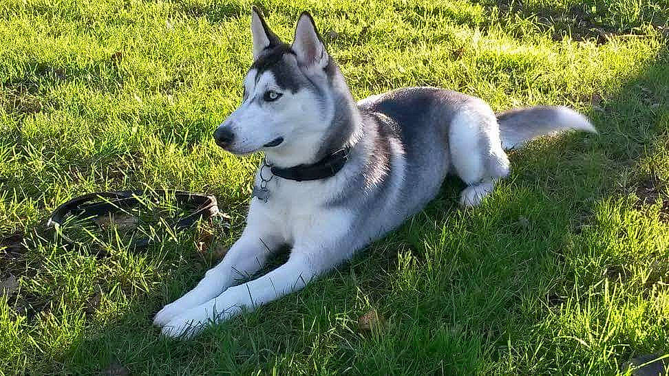 Jaya participe au concours pour gagner de l'argent avec cette photo : alaskan_malamute, canadian_eskimo_dog, canidae, carnivore, dog, dog_breed, east_siberian_laika, jamthund, mammal, native_american_indian_dog, northern_inuit_dog, norwegian_elkhound, saarloos_wolfdog, sakhalin_husky, seppala_siberian_sleddog, siberian_husky, sled_dog, tamaskan_dog, vertebrate, wolfdog