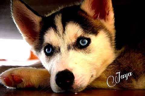 Jah participe au concours pour gagner de l'argent avec cette photo : alaskan_malamute, canadian_eskimo_dog, canidae, carnivore, dog, dog_breed, greenland_dog, mammal, miniature_siberian_husky, northern_inuit_dog, nose, saarloos_wolfdog, sakhalin_husky, seppala_siberian_sleddog, siberian_husky, sled_dog, snout, tamaskan_dog, vertebrate, wolfdog