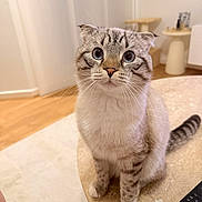 Riki a rejoint le concours — aidez-le/la à gagner de superbes lots ! animal, blue_eyes, cat, closeup, curious, cute, domestic_cat, folded_ears, fur_pattern, furniture, home, indoor, looking_at_camera, marble_table, paw, pet, sitting, soft_lighting, tabletop, whiskers
