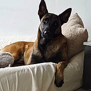 Vito participe au concours pour gagner de l'argent avec cette photo : dog, belgian_malinois, pet, canine, large_dog, pointed_ears, black_mask, brown_fur, lying_down, sitting, bed, bedroom, pillow, blanket, indoor, portrait, relaxed, alert, fluffy, home