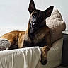 dog, belgian_malinois, pet, canine, large_dog, pointed_ears, black_mask, brown_fur, lying_down, sitting, bed, bedroom, pillow, blanket, indoor, portrait, relaxed, alert, fluffy, home