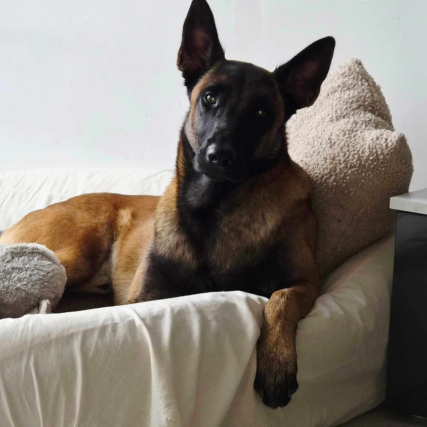 Vito participe au concours pour gagner de l'argent avec cette photo : dog, belgian_malinois, pet, canine, large_dog, pointed_ears, black_mask, brown_fur, lying_down, sitting, bed, bedroom, pillow, blanket, indoor, portrait, relaxed, alert, fluffy, home