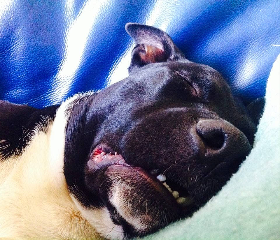 Jerk a rejoint le concours — aidez-le/la à gagner de superbes lots ! american_pit_bull_terrier, american_staffordshire_terrier, canidae, carnivore, dog, dog_breed, ear, facial_expression, fawn, head, mammal, mouth, nap, non_sporting_group, nose, sky, snout, sporting_group, vertebrate, whiskers