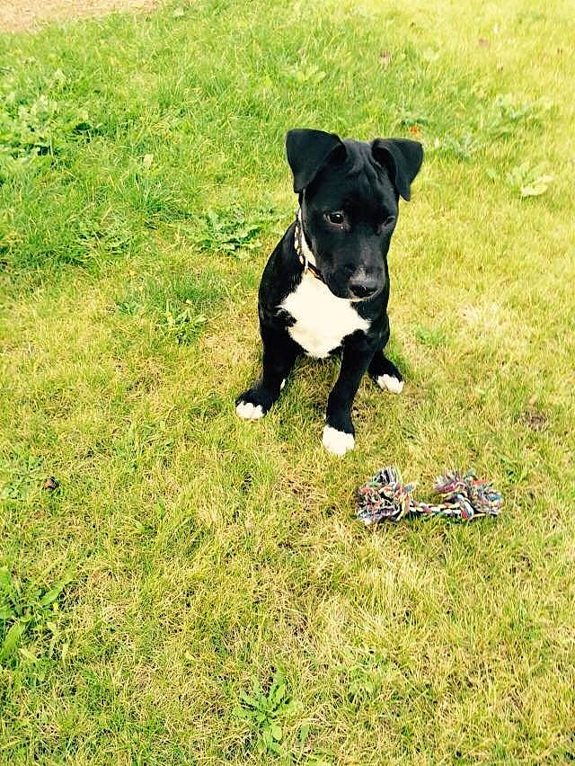 Jerk participe au concours pour gagner de l'argent avec cette photo : borador, canidae, carnivore, companion_dog, dog, dog_breed, feist, grass, mammal, mcnab, patterdale_terrier, plant, puppy, sporting_group