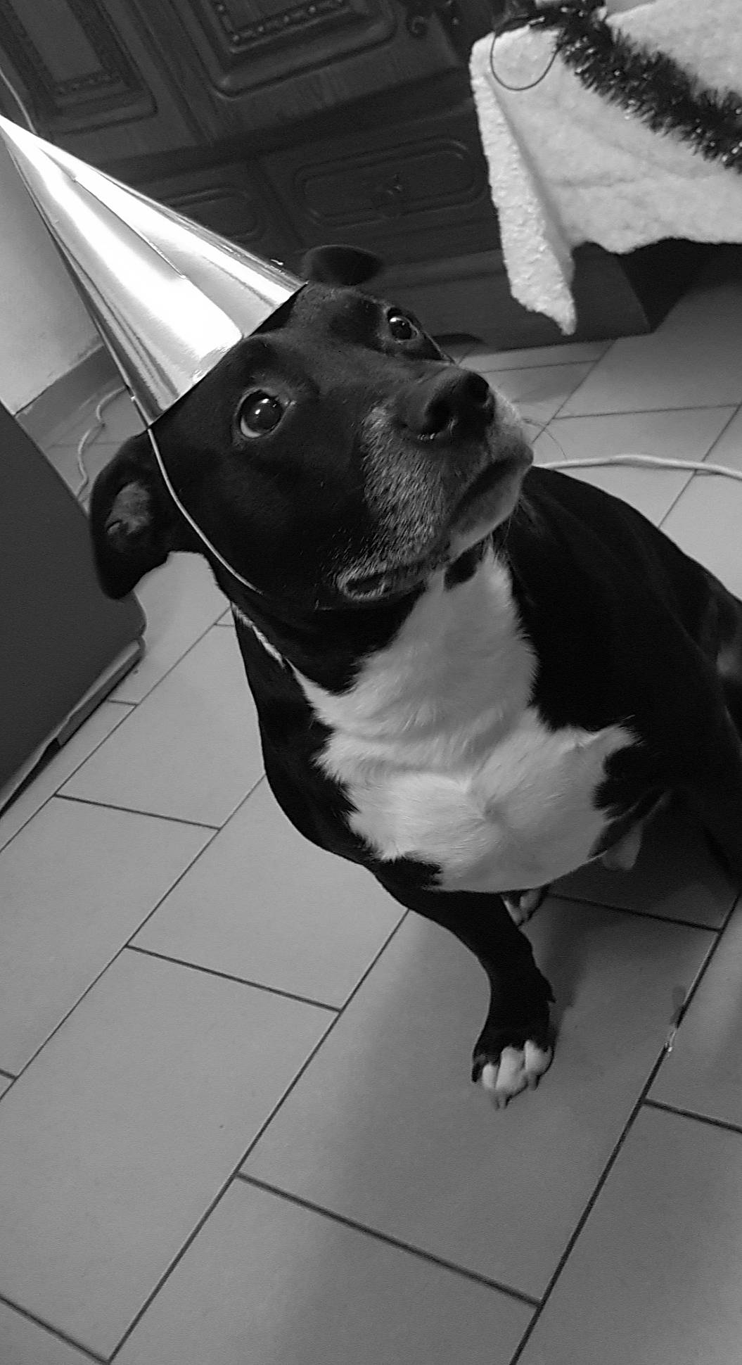 Jerk participe au concours pour gagner de l'argent avec cette photo : american_pit_bull_terrier, american_staffordshire_terrier, black_and_white, boston_terrier, canidae, carnivore, dog, dog_breed, ear, fawn, non_sporting_group, nose, pit_bull, puppy, snout, sporting_group, staffordshire_bull_terrier, tail, white