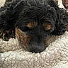 Scarlett is registered to the contest to win money with this photo: animal_face, black_fur, blanket, brown_fur, close_up, comfort, cozy, curly_fur, cute, dog, domestic_animal, fur_texture, indoor, paw, pet, relaxation, resting, sleeping, snout, soft