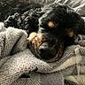 Scarlett is registered to the contest to win money with this photo: animal, black, blanket, brown, close_up, cozy, cute, dog, fur, indoors, knitted, nap, pet, portrait, relaxed, resting, sleeping, soft, texture, warm
