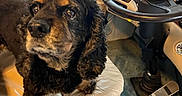 Scarlett joined the competition — help win amazing prizes! animal, black, brown, canine, carpet, companion, curtain, cute, dog, fur, indoor, leather_chair, looking_up, pedals, pet, seat, steering_wheel, tan, vehicle_interior, window