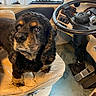 animal, black, brown, canine, carpet, companion, curtain, cute, dog, fur, indoor, leather_chair, looking_up, pedals, pet, seat, steering_wheel, tan, vehicle_interior, window