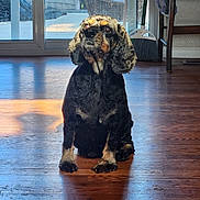 Scarlett is registered to the contest to win money with this photo: animal, black, broom, brown, dog, domestic, flooring, furniture, glass_door, home, indoor, pet, shadow, sitting, sunlight, table, tan, wicker_chair, window, wooden_floor