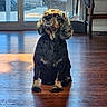 animal, black, broom, brown, dog, domestic, flooring, furniture, glass_door, home, indoor, pet, shadow, sitting, sunlight, table, tan, wicker_chair, window, wooden_floor