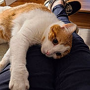 Vino a rejoint le concours — aidez-le/la à gagner de superbes lots ! animal, casual, cat, cat_tree, claws, cozy, curious_eyes, furniture, home, indoors, lap, orange_and_white, pants, person, pet, relaxing, shoes, table, whiskers, wooden_floor