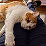 animal, casual, cat, cat_tree, claws, cozy, curious_eyes, furniture, home, indoors, lap, orange_and_white, pants, person, pet, relaxing, shoes, table, whiskers, wooden_floor