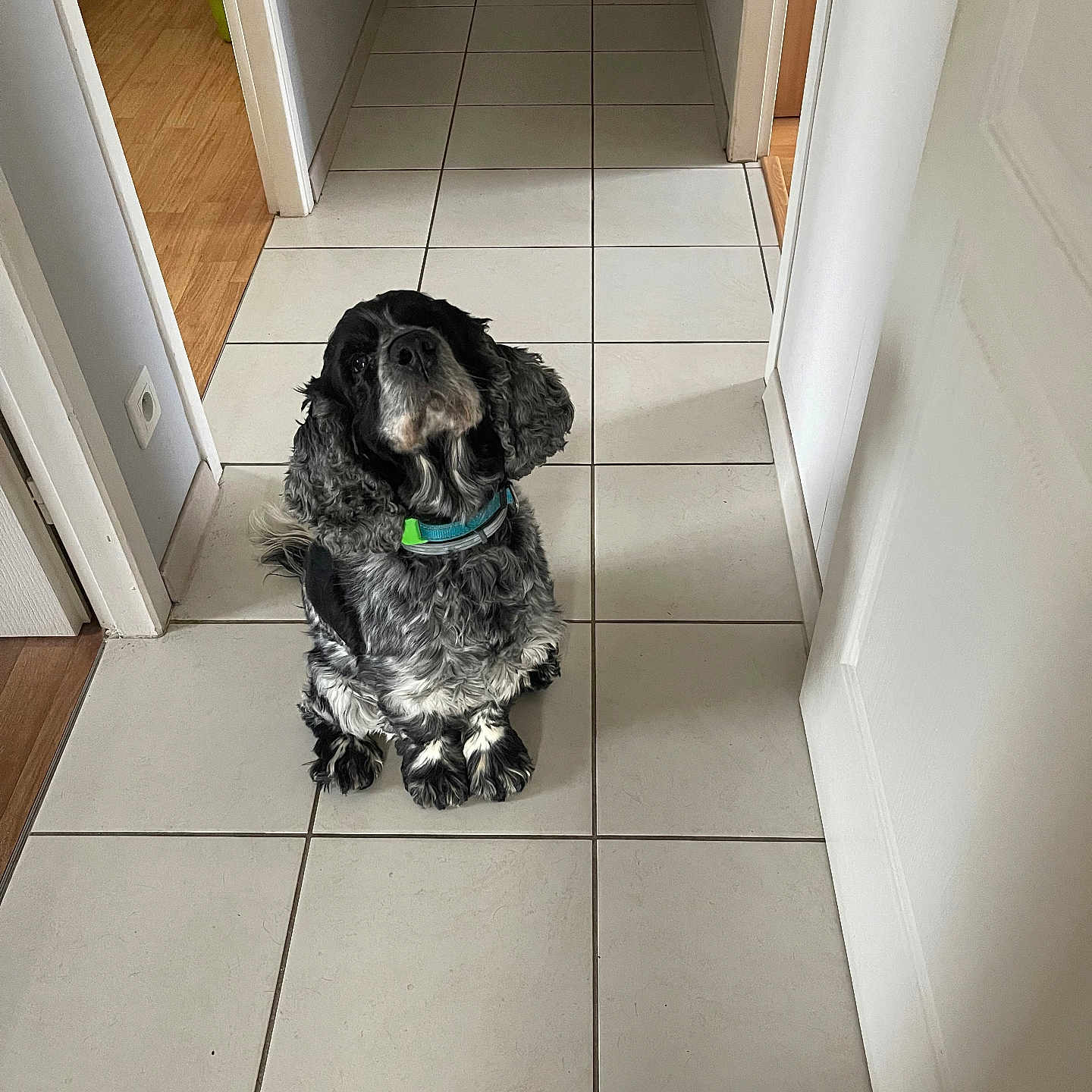 Marucho a rejoint le concours — aidez-le/la à gagner de superbes lots ! dog, pet, animal, black_and_white, fluffy, curly_fur, sitting, hallway, indoors, tile_floor, harness, collar, portrait, front_view, looking_at_camera, cute, companion, home, doorway, floor