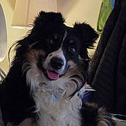 Shelby Lynn is registered to the contest to win money with this photo: dog, pet, indoor, lamp, black_and_white, fur, tongue_out, cute, animal, cozy, home, portrait, ears, eyes, collar, furniture, jacket, wall, light, smile