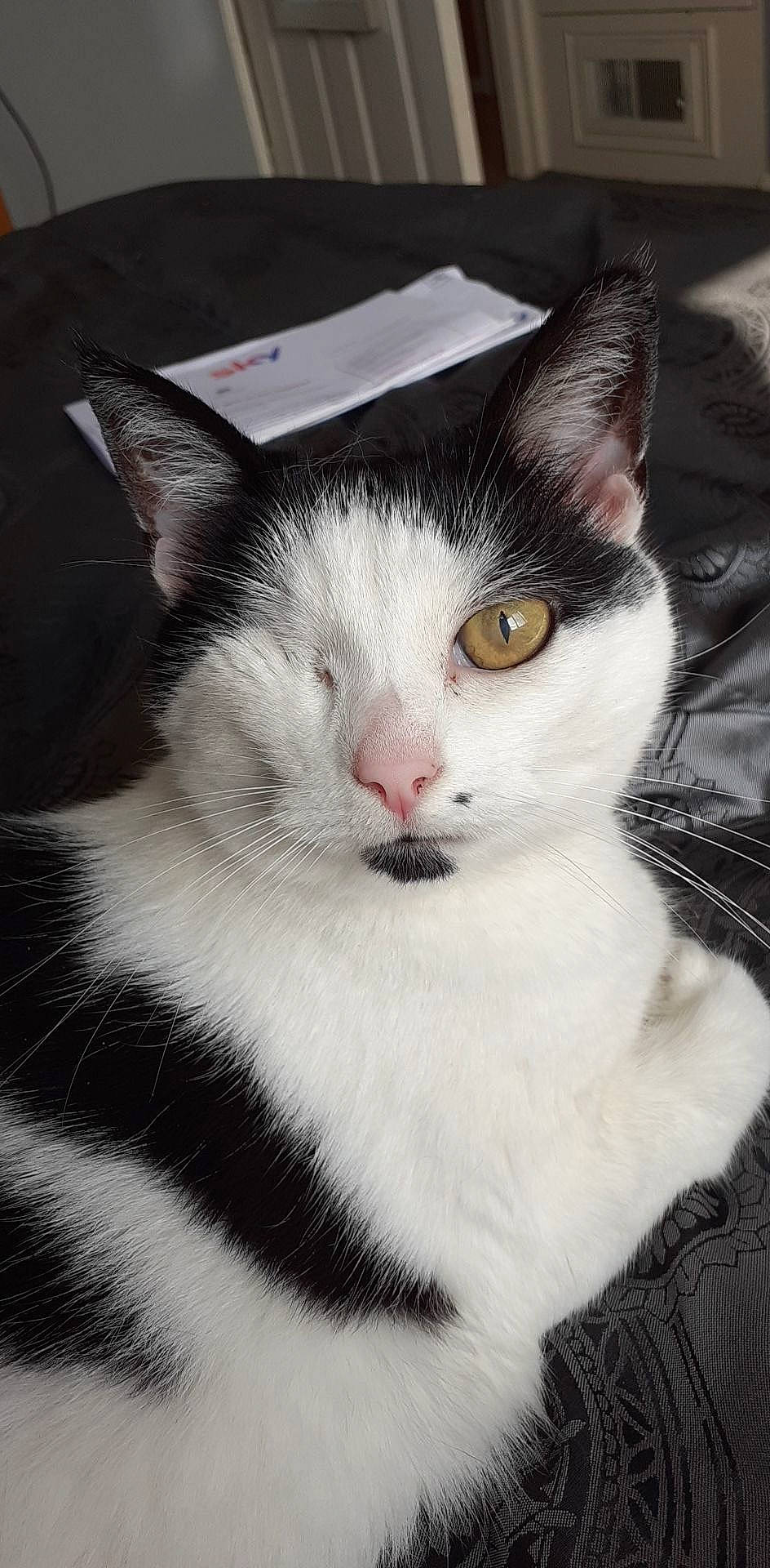 Tiffany is registered to the contest to win money with this photo: aegean_cat, american_wirehair, black_and_white, carnivore, cat, domestic_short_haired_cat, ear, european_shorthair, eye, felidae, fur, japanese_bobtail, kitten, mammal, small_to_medium_sized_cats, snout, whiskers