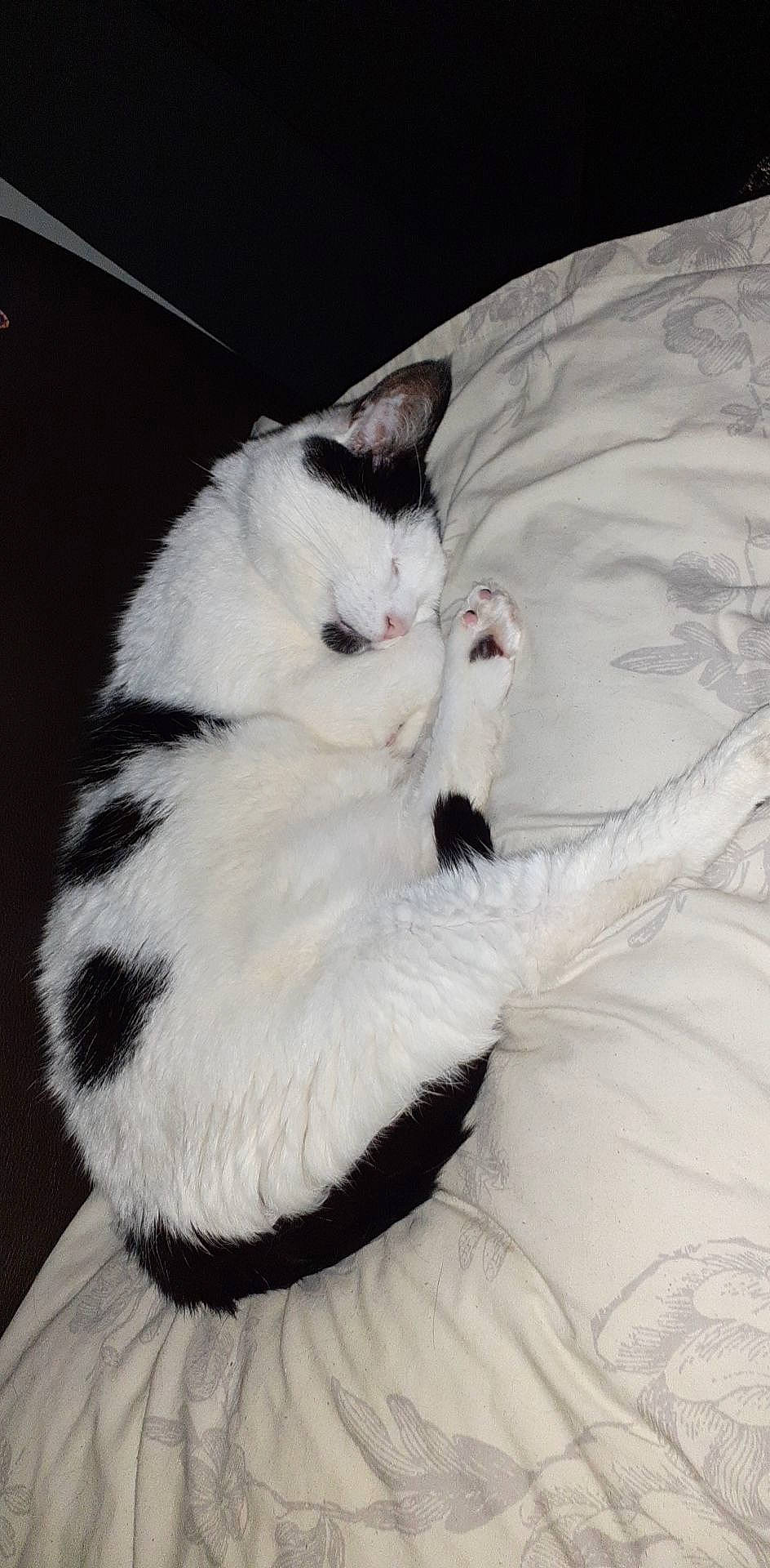 Tiffany joined the competition — help win amazing prizes! black_and_white, carnivore, cat, claw, felidae, fur, kitten, mammal, paw, ragdoll, small_to_medium_sized_cats, tail, turkish_angora, turkish_van, whiskers, white