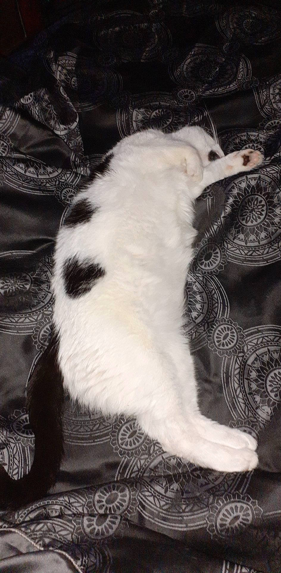 Tiffany joined the competition — help win amazing prizes! black_and_white, borzoi, canidae, carnivore, cat, dog, dog_breed, felidae, fur, tail