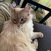 Snow participe au concours pour gagner de l'argent avec cette photo : cat, fluffy, light_colored, couch, indoor, glass_table, leafy_rug, human_leg, black_croc, green_pants, pet, relaxed, feline, fur, paw, home, floor_tiles, table_leg, seated, resting