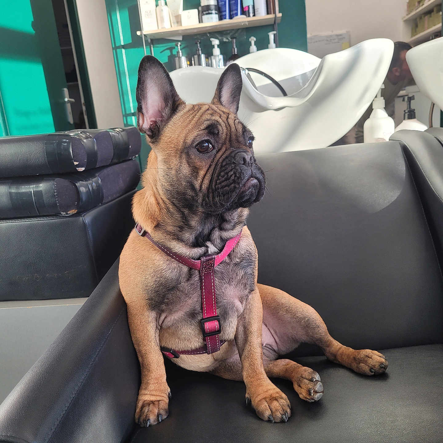 Vaea participe au concours pour gagner de l'argent avec cette photo : adult, animal, architecture, boxer, building, bulldog, canine, couch, dog, female, frenchbulldog, furniture, indoors, interiordesign, livingroom, person, pet, puppy, room, woman