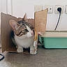 Tokyo a rejoint le concours — aidez-le/la à gagner de superbes lots ! cat, kitten, tabby, white_fur, cardboard_box, box, indoors, floor, litter_box, home, bathroom, electrical_outlet, cord, curious, sitting, peeking, whiskers, ears, pet, portrait
