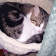 Tokyo a rejoint le concours — aidez-le/la à gagner de superbes lots ! cat, sleeping, curled_up, tabby, white_fur, striped_fur, pet, animal, cozy, bed, plush, blanket, indoors, home, resting, relaxed, cute, toy, soft_texture, nap