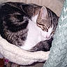 cat, sleeping, curled_up, tabby, white_fur, striped_fur, pet, animal, cozy, bed, plush, blanket, indoors, home, resting, relaxed, cute, toy, soft_texture, nap
