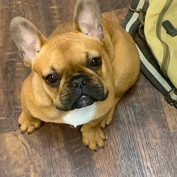 Rosae joined the competition — help win amazing prizes! bored, bulldog, canidae, carnivore, comfort, companion_dog, dog, dog_breed, ear, fawn, flooring, hardwood, snout, sporting_group, terrestrial_animal, toy_dog, whiskers, wood, working_animal, wrinkle