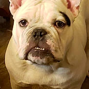 Lil Wyte is registered to the contest to win money with this photo: dog, bulldog, white_dog, pet, animal, indoor, wooden_floor, closeup, portrait, face, ears, paw, looking_up, canine, mammal, domestic_animal, cute, friendly, standing, companion