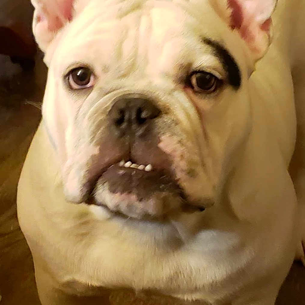 Lil Wyte is registered to the contest to win money with this photo: animal, bulldog, canine, closeup, companion, cute, dog, domestic_animal, ears, face, friendly, indoor, looking_up, mammal, paw, pet, portrait, standing, white_dog, wooden_floor